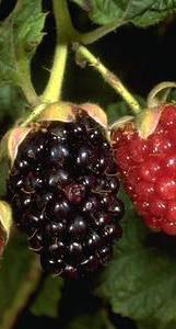 A fruit cluster of immature red and<br /> black ripe olallieberry blackberry.