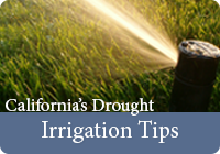 Ca_Drought_Irregation Tips