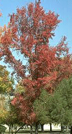 Fall color of Liquidambar